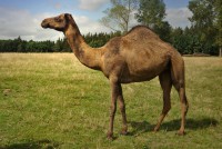 /album/fotogalerie-velbloudi-raj-zahostice/velbloud-zenobia-jpg1/